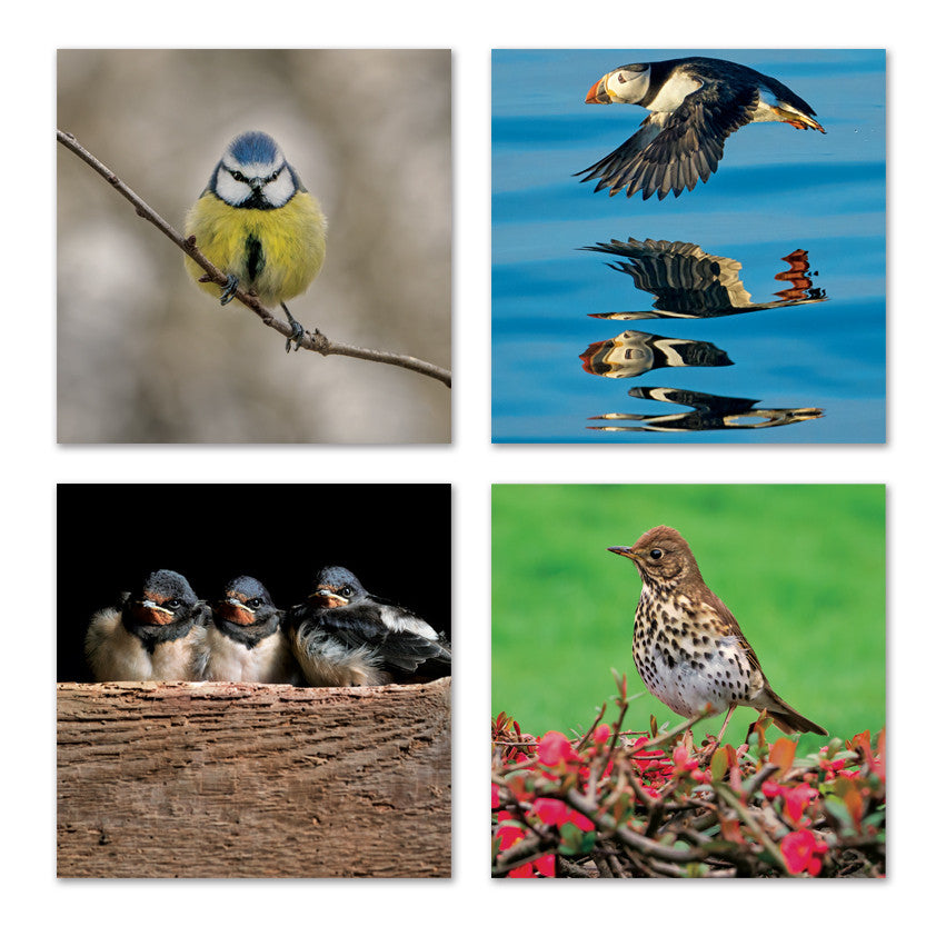 Wildlife Trust British Bird Notecard Wallet