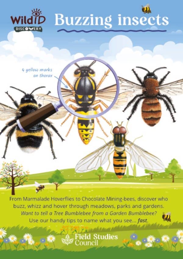 Wild ID Discovery Guide - Buzzing Insects