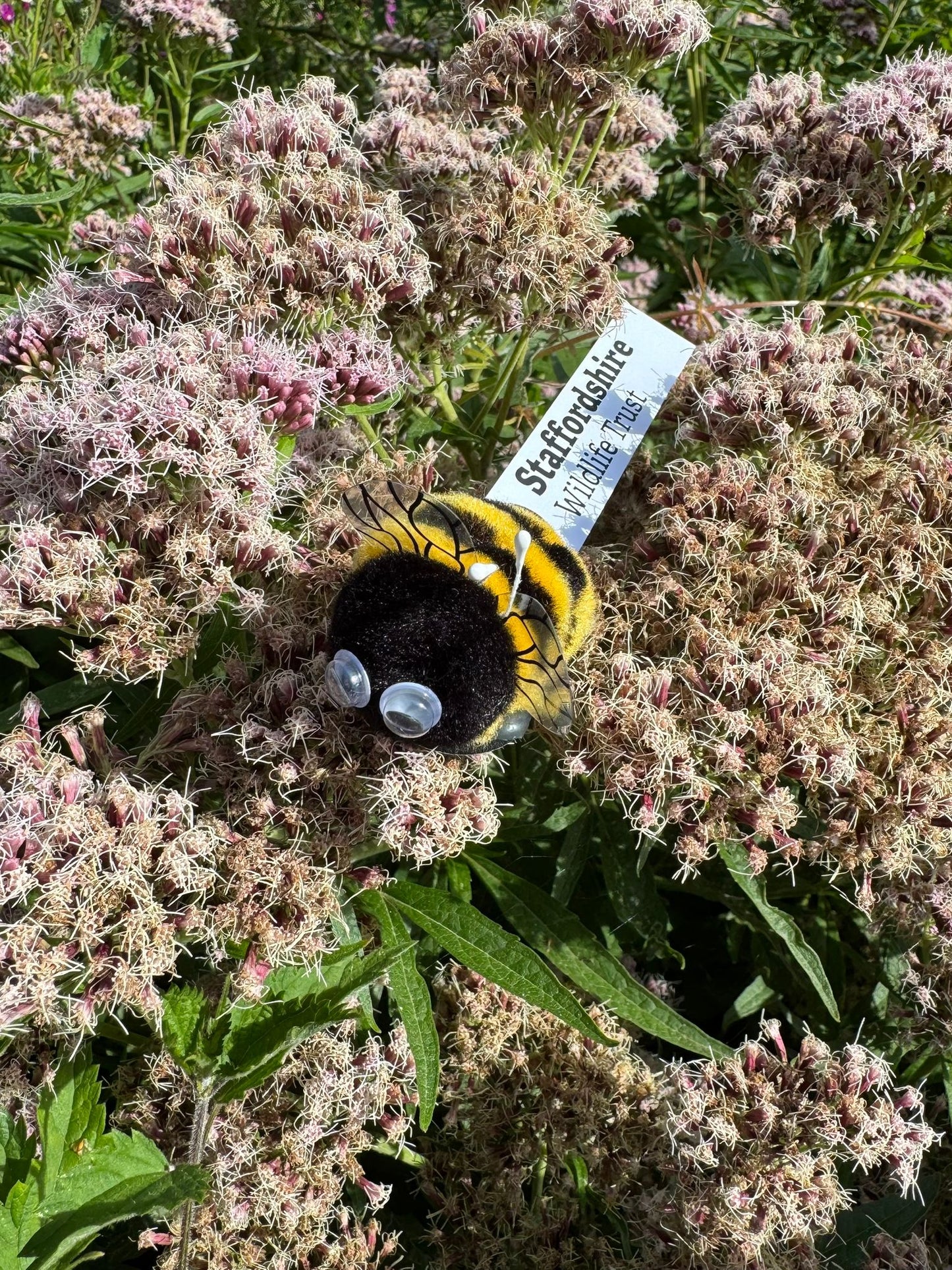 SWT Bugz - Bee