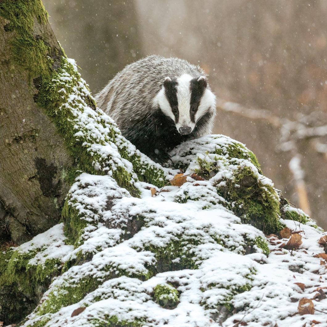 Badger Christmas Cards - Pack of 10