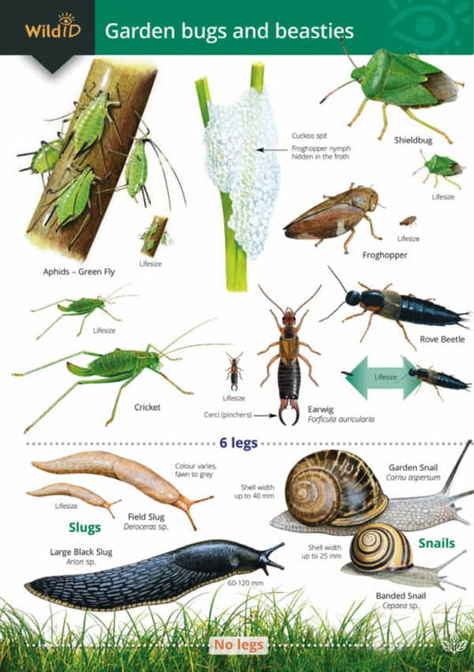 Wild ID Guide - Garden Bugs and Beasties
