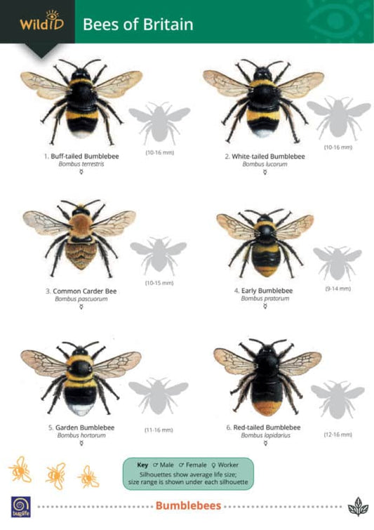 Wild ID Guide - Bees of Britain