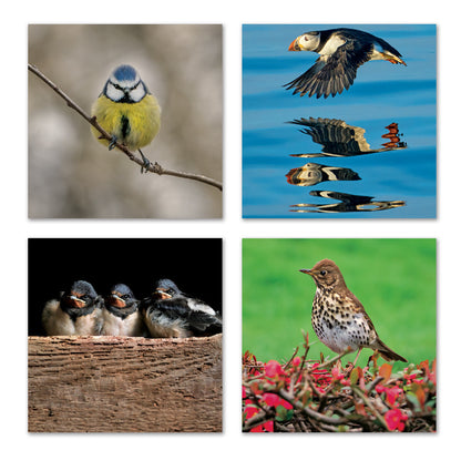 Wildlife Trust British Bird Notecard Wallet