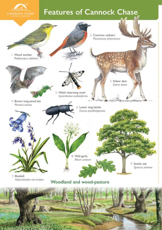 Wild ID Guide - Cannock Chase