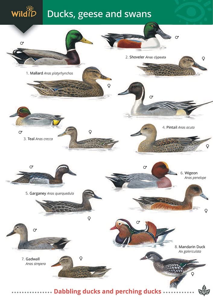 Wild ID Guide - Ducks, Geese and Swans