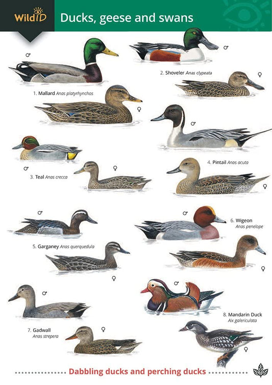 Wild ID Guide - Ducks, Geese and Swans