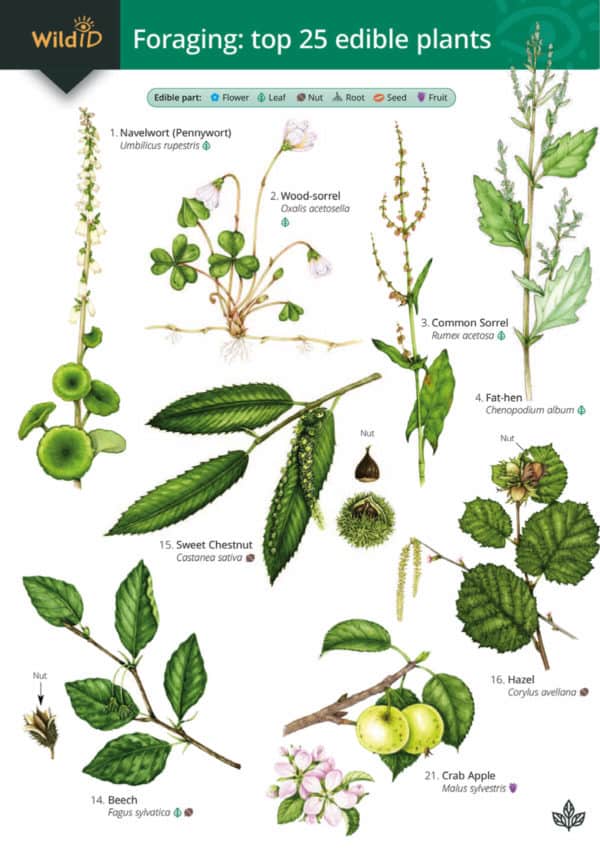 Wild ID Guide - Foraging