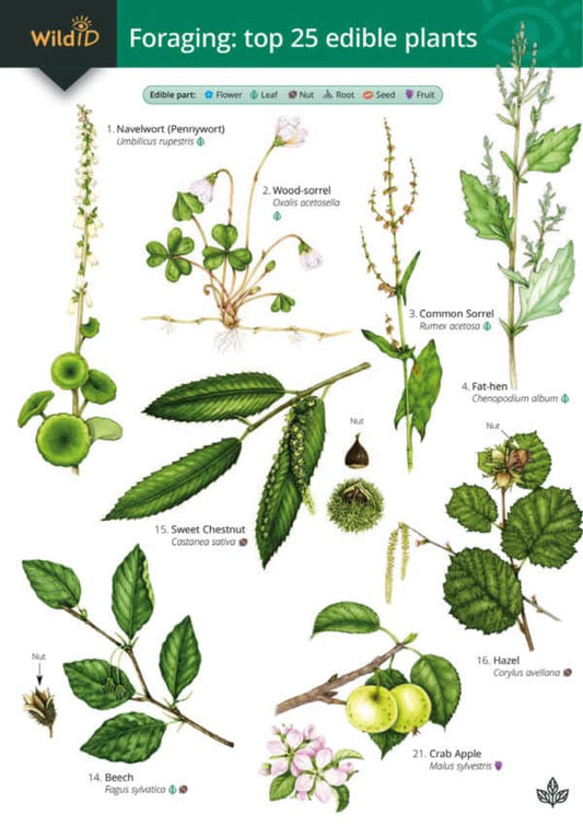 Wild ID Guide - Foraging