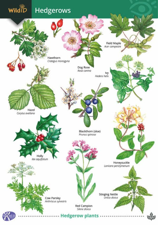 Wild ID Guide - Hedgerows