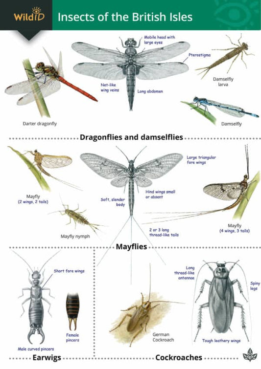 Wild ID Guide - Insects