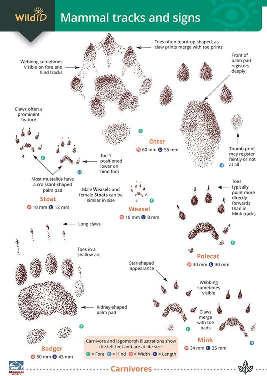 Wild ID Guide - Mammal Tracks and Signs