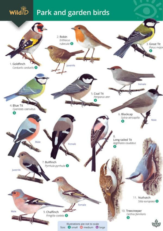 Wild ID Guide - Park and Garden Birds