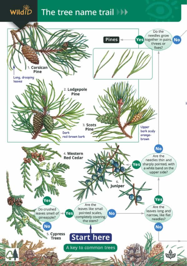 Wild ID Guide - Tree Name Trail