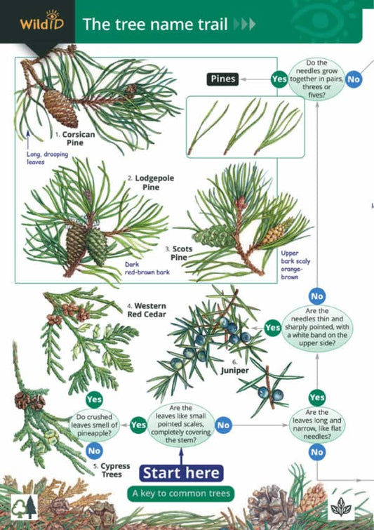 Wild ID Guide - Tree Name Trail