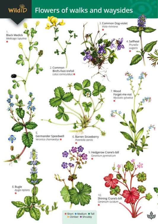 Wild ID Guide - Cannock Chase