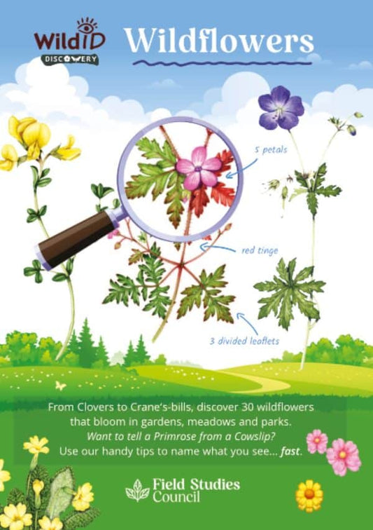 Wild ID Discovery Guide - Wildflowers