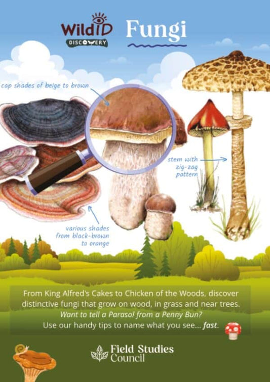 Wild ID Discovery Guide - Fungi
