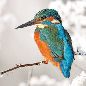 Kingfisher Christmas Cards - Pack of ten